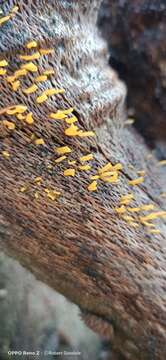 Imagem de Calocera guepinioides Berk. 1845