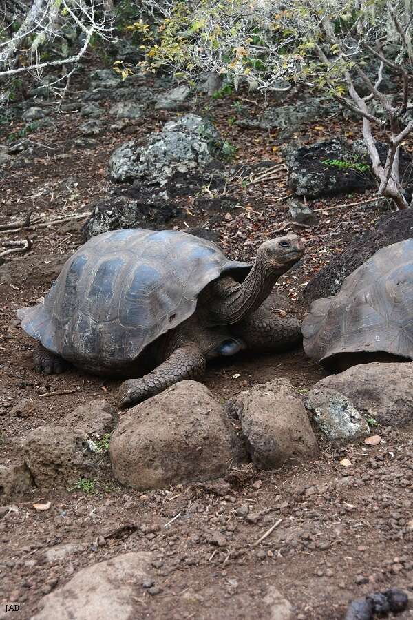 Image of Chatham Island Giant Tortoise