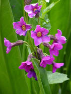 Primula parryi A. Gray resmi