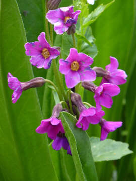 Primula parryi A. Gray resmi