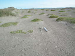 Image of seaside sandplant