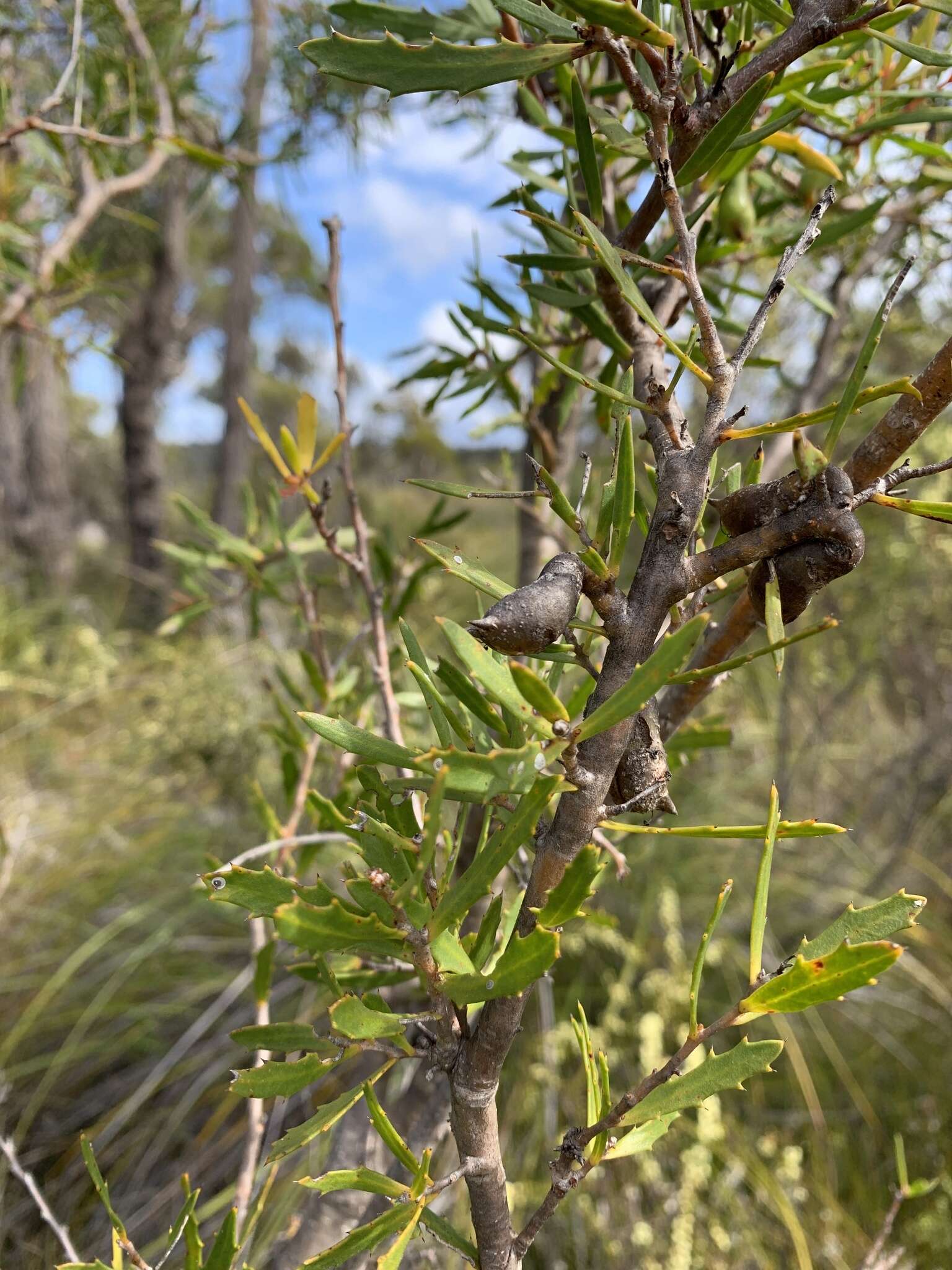 Image of Hakea linearis R. Br.