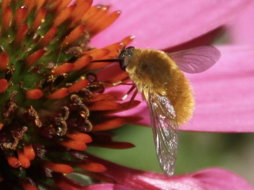 Image of grasshopper bee fly