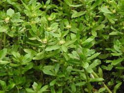 Image of swampwort