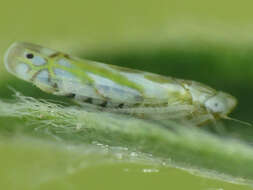 Image of Alconeura (Alconeura) unipuncta (Gillette 1898)