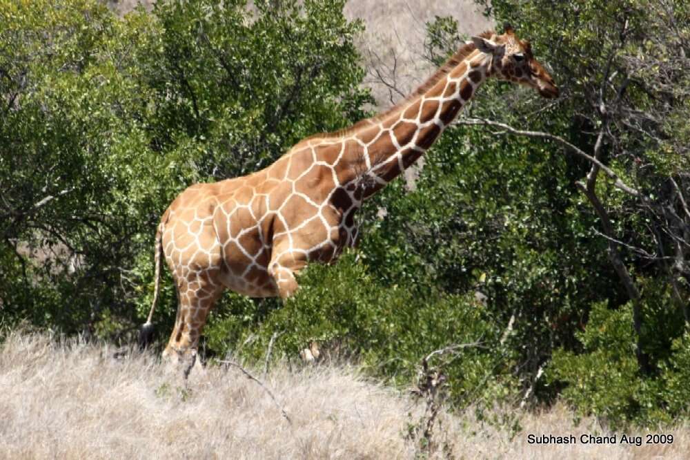 Image of reticulated giraffe