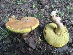 Image of Hemileccinum subglabripes (Peck) Halling 2015