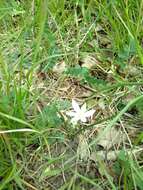 Image of Ornithogalum orthophyllum subsp. kochii (Parl.) Zahar.