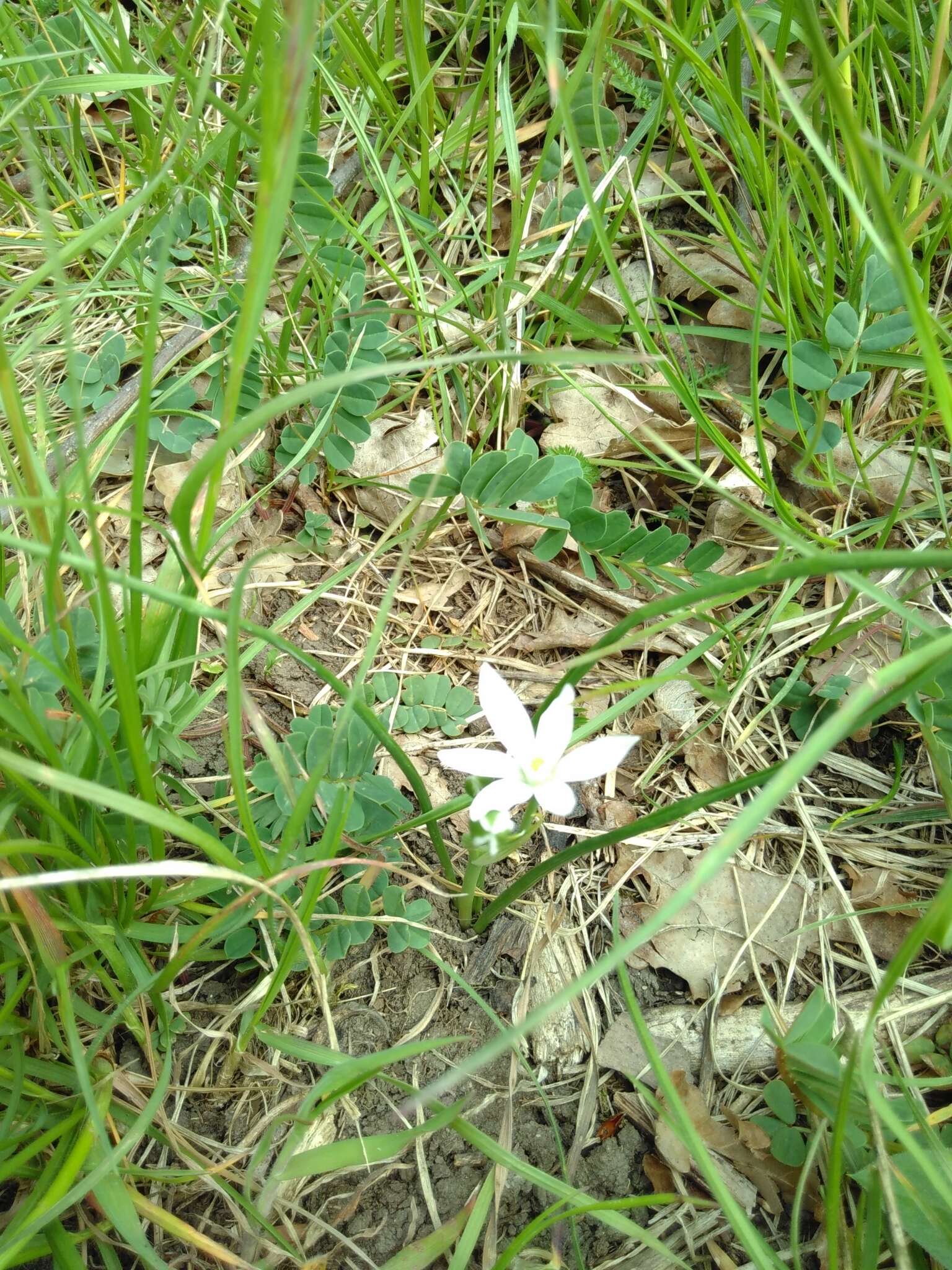 Image of Ornithogalum orthophyllum subsp. kochii (Parl.) Zahar.