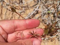 Image of Hedypnois arenaria (Schousboe) DC.