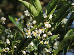 Image of Solanum pseudoquina A. St.-Hil.