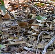 Image of White-lored Spinetail