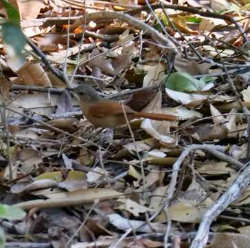 Image of White-lored Spinetail