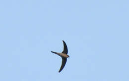 Image of Palm swift