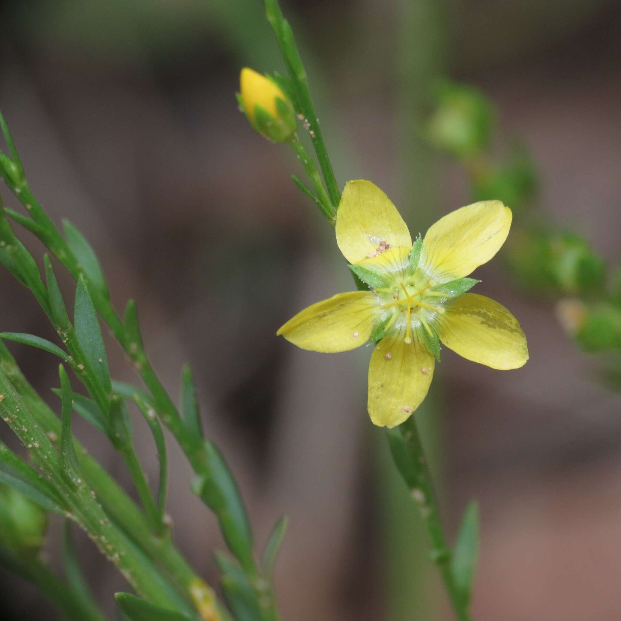 Image of New Mexico yellow flax