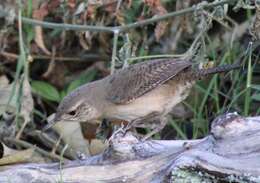 Слика од Troglodytes aedon striatulus (Lafresnaye 1845)