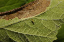 Image of Eupteryx (Eupteryx) aurata (Linnaeus 1758)