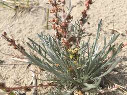 Imagem de Artemisia campestris subsp. borealis (Pall.) H. M. Hall & Clem.