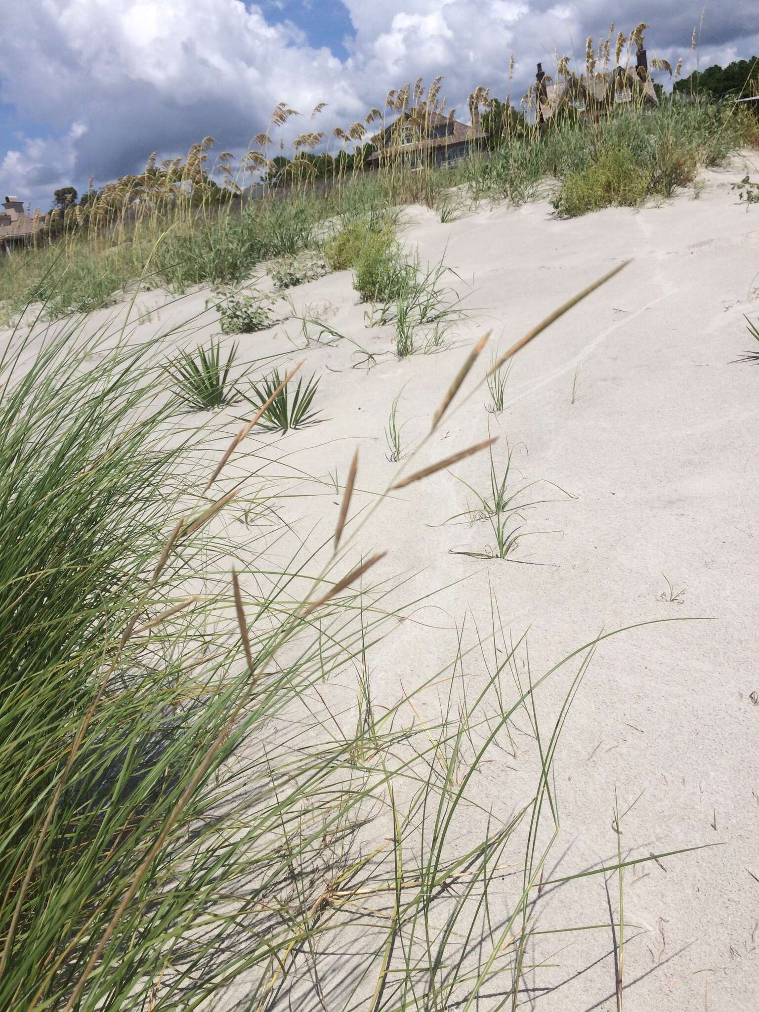 Image of saltmeadow cordgrass