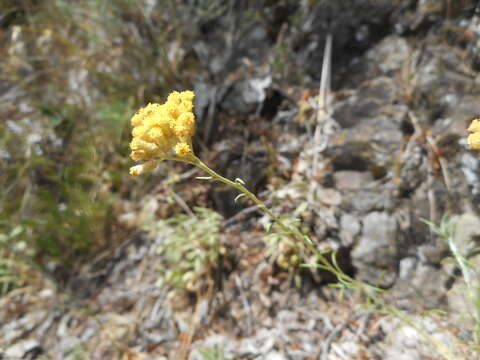 Image of Helichrysum italicum subsp. italicum