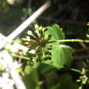 Image de Hydrocotyle poeppigii DC.