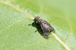 Image of Fly