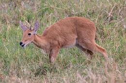 Image of Bohor Reedbuck