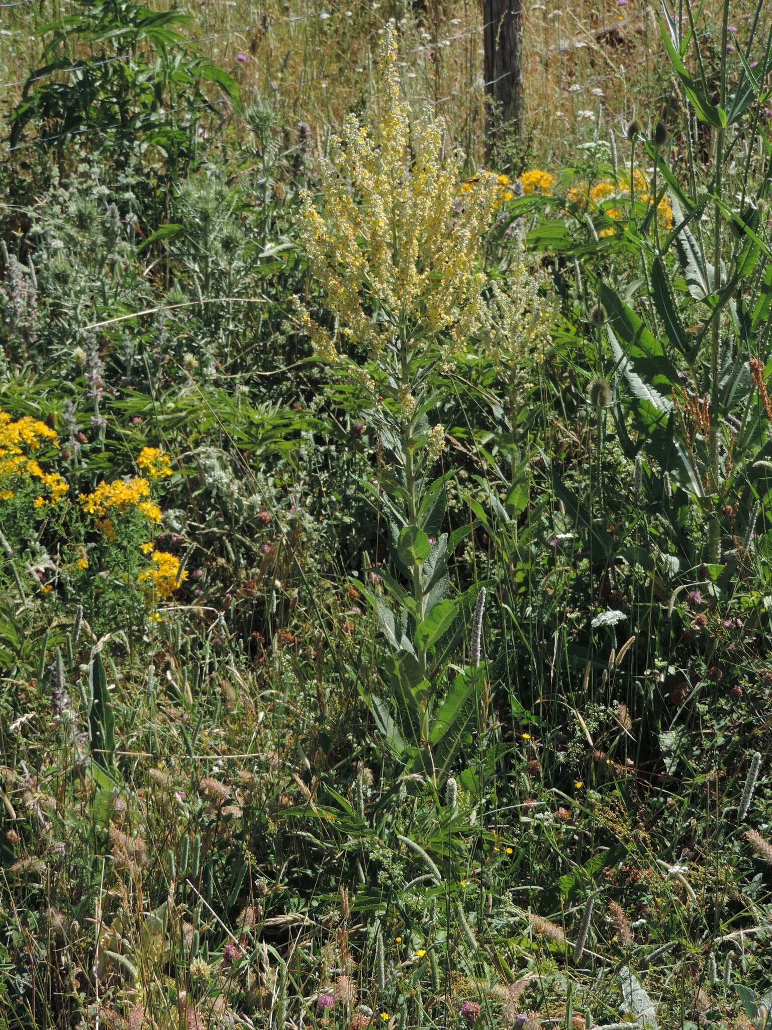 Image de Verbascum pulverulentum Vill.