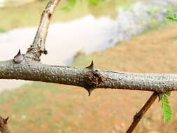 Image of Senegalia chundra (Roxb. ex Rottler) Maslin