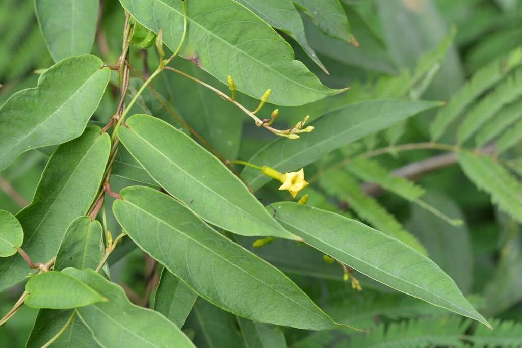 Image of Mandevilla tubiflora (Mart. & Gal.) R. E. Woodson