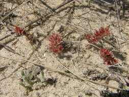 Image de Sedum aetnense Tineo