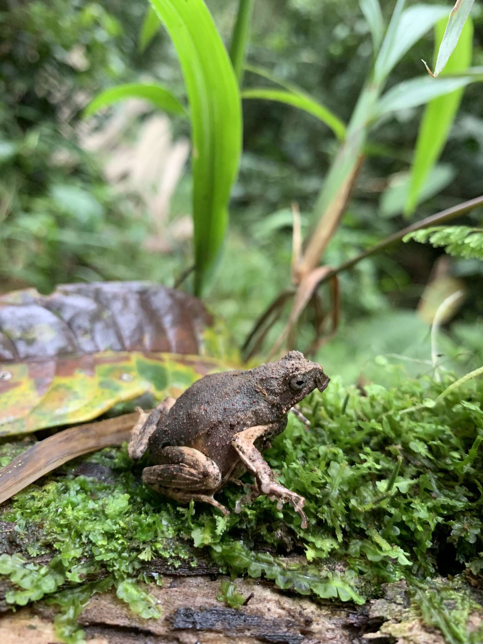 Image of Peters’ Dwarf Frog