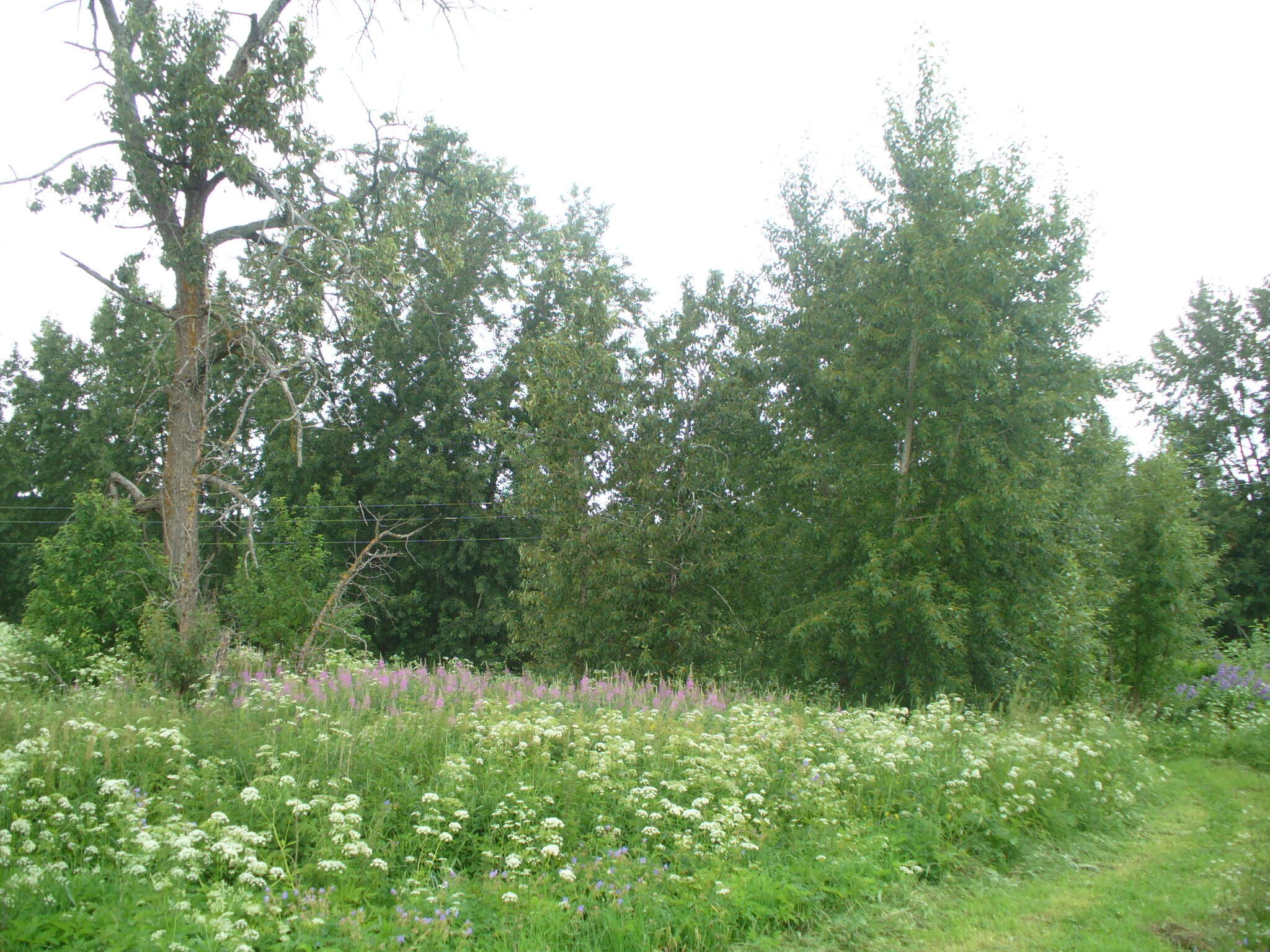 Image of Populus longifolia