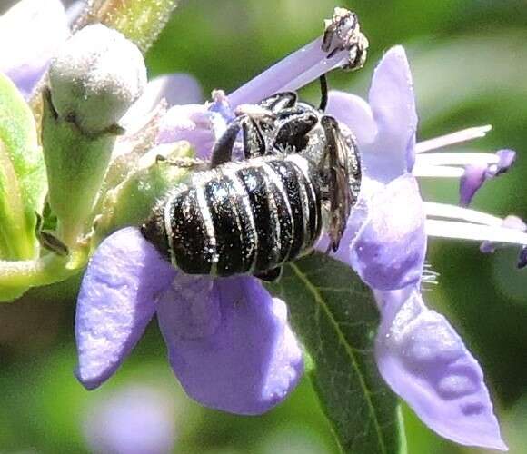 Imagem de Megachile exilis Cresson 1872