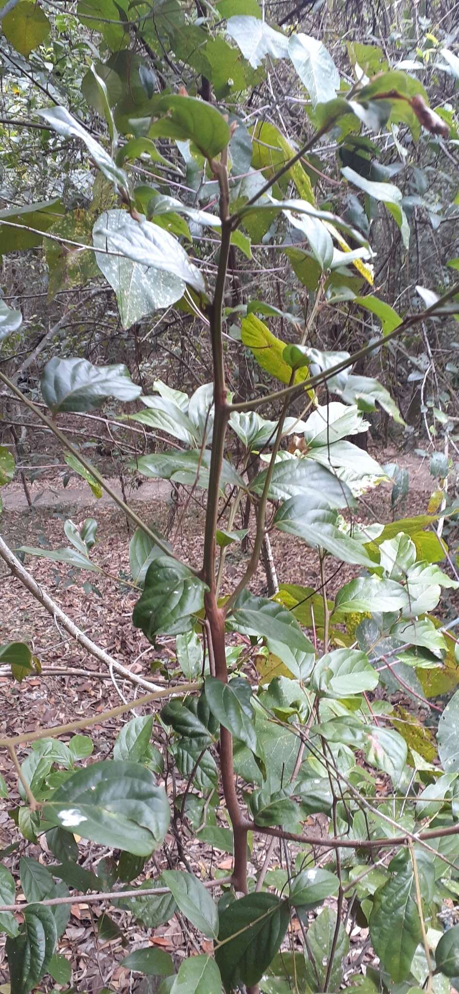 Image of Endiandra muelleri subsp. bracteata B. P. M. Hyland