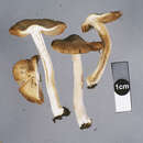 Imagem de Inocybe brunneidisca Matheny, Bougher & G. M. Gates 2017