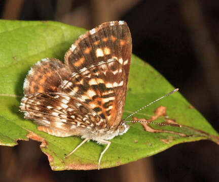 Image of Aricoris epulus