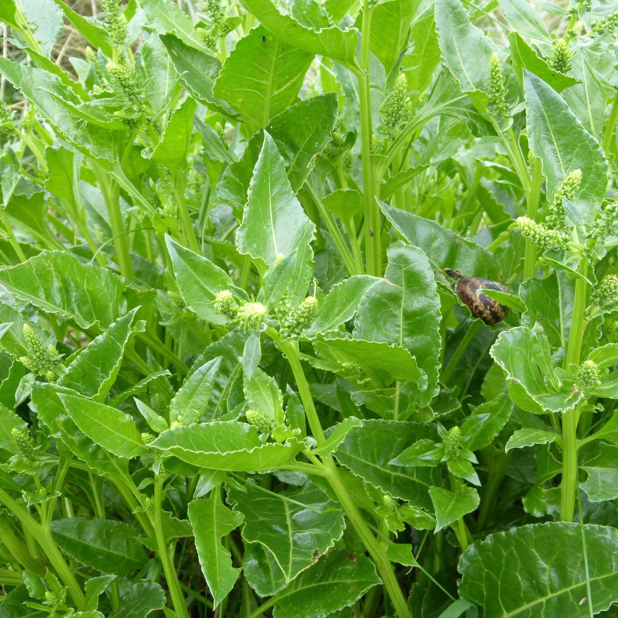 Image of sea beet