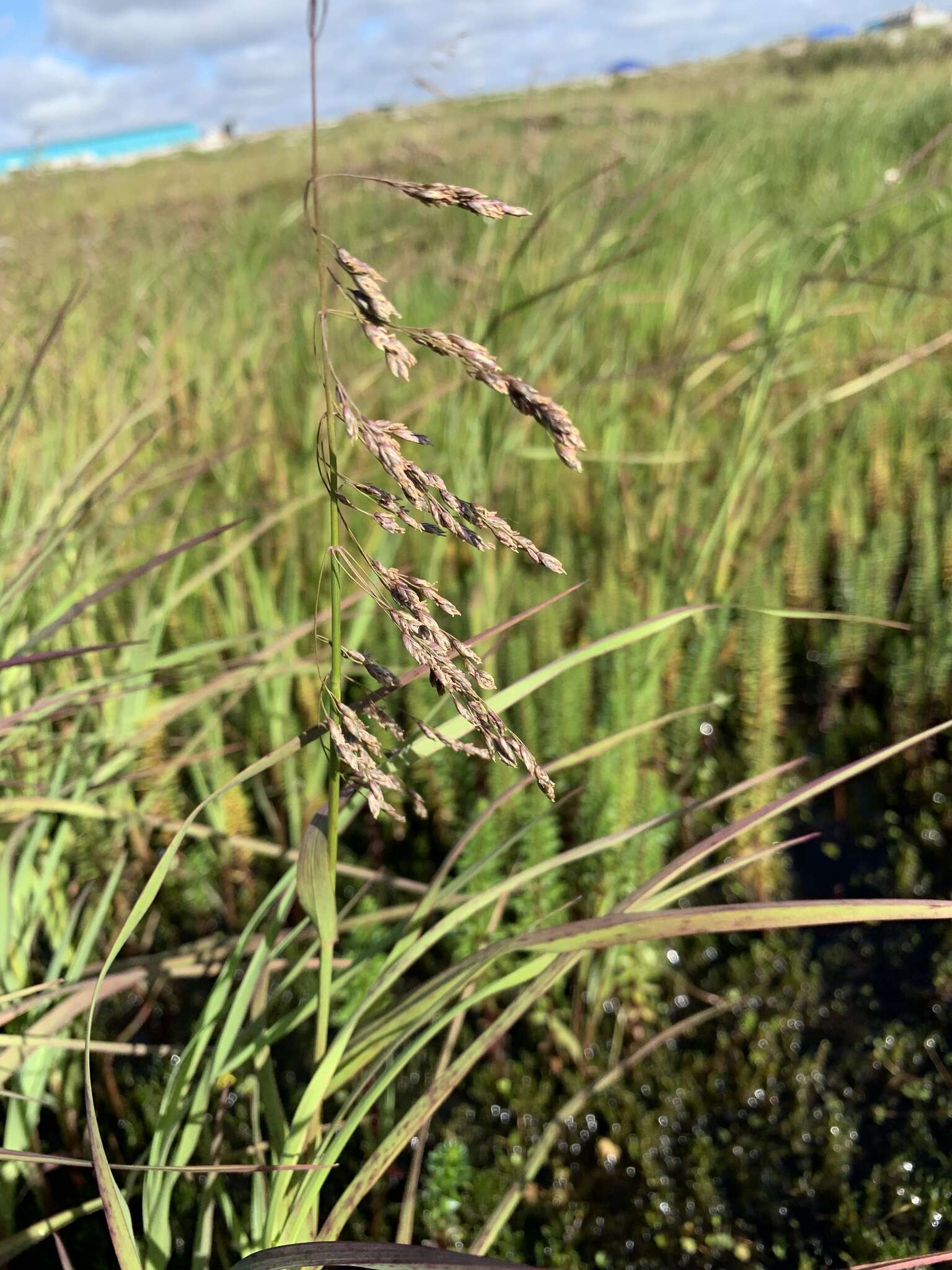 Image of pendantgrass