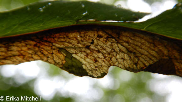 Plancia ëd Chirosia gleniensis (Huckett 1924)