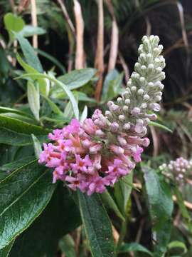 Image de Buddleja macrostachya Wall. ex Benth.