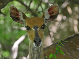 Image of Tragelaphus sylvaticus