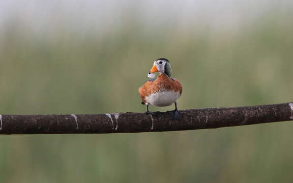 Image of African Pygmy Goose