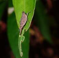 Systolederus cinereus Brunner von Wattenwyl 1893的圖片