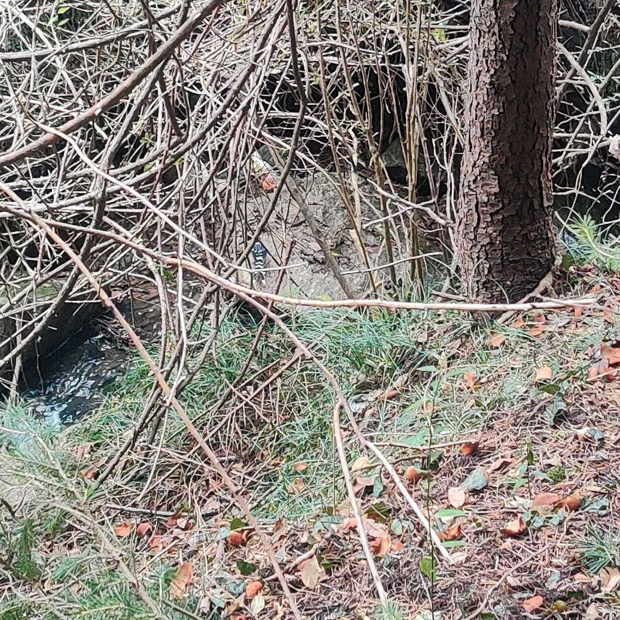 Image of Spotted Forktail