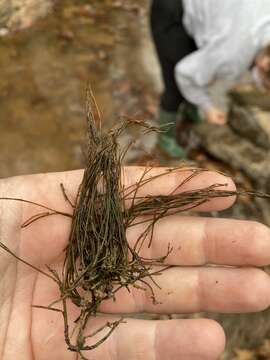 Image of riverweed