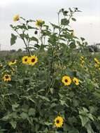 Image of Texas sunflower