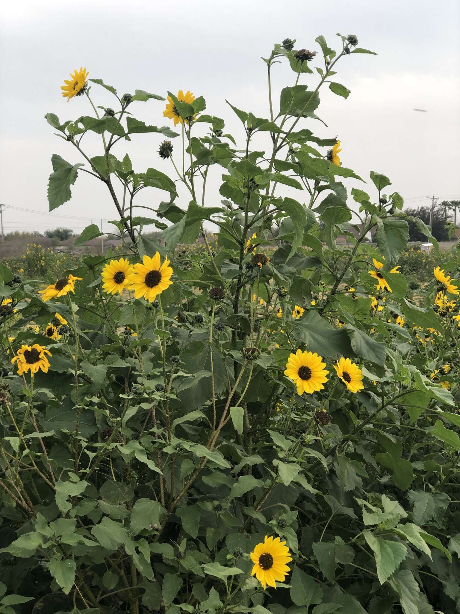 Image of Texas sunflower