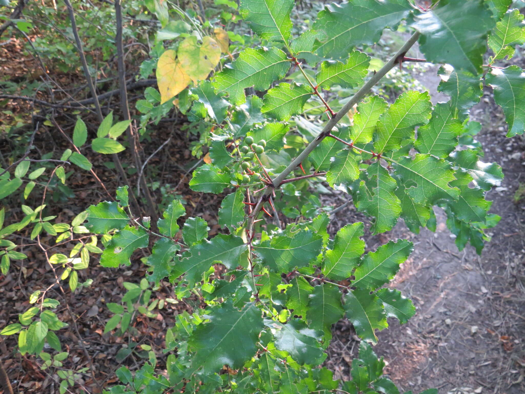 Imagem de Zanthoxylum clava-herculis subsp. fruticosum (A. Gray) Reynel