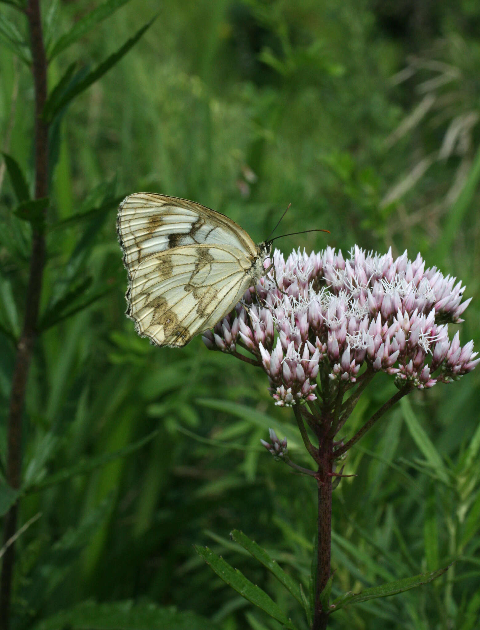 Sivun Eupatorium lindleyanum DC. kuva